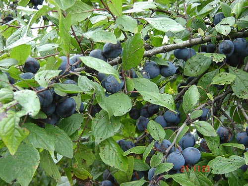 common plums